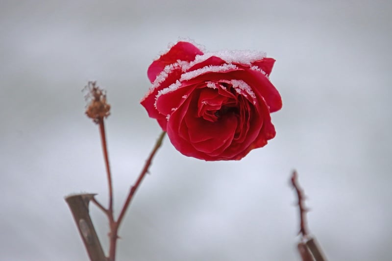 Flower Design